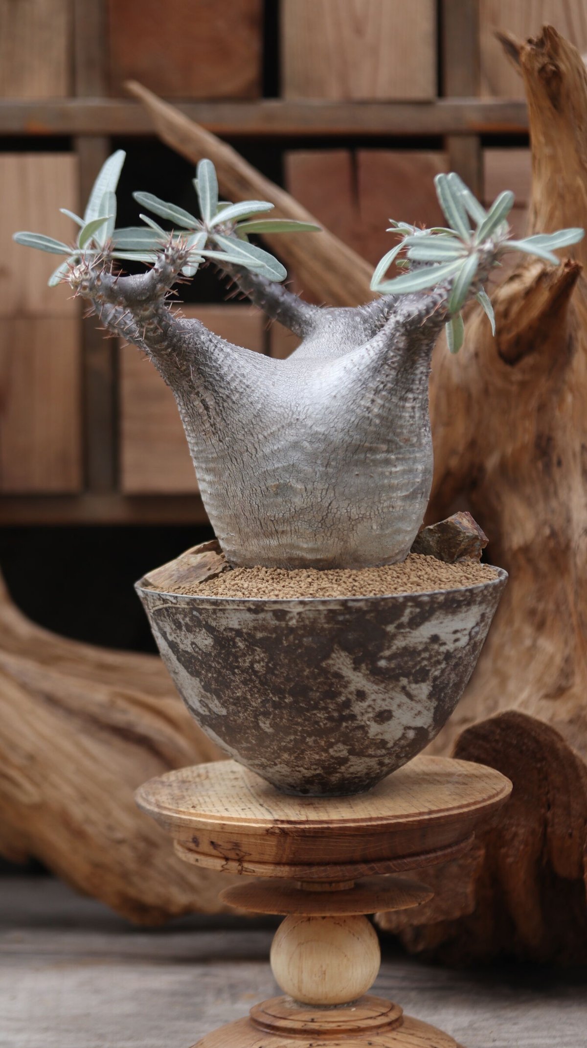 パキポディウム カクチペス / Pachypodium rosulatum var. cact