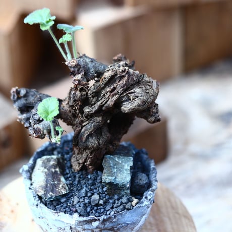ぺラルゴ二ウム   エキナツム／Pelargonium  lechinatum   no.111447