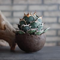 Agave titanota × takero pot (5.5号鉢) no.601/6