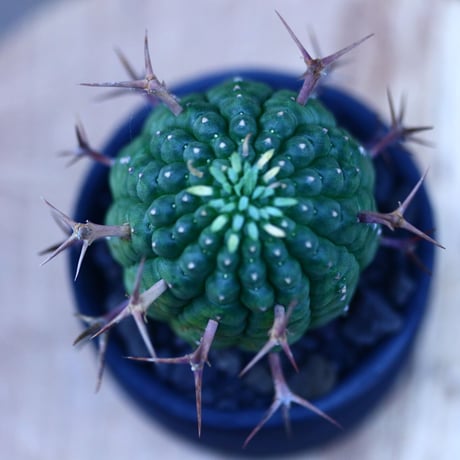 ユーフォルビア  群星冠／Euphorbia stellispina  no.103141
