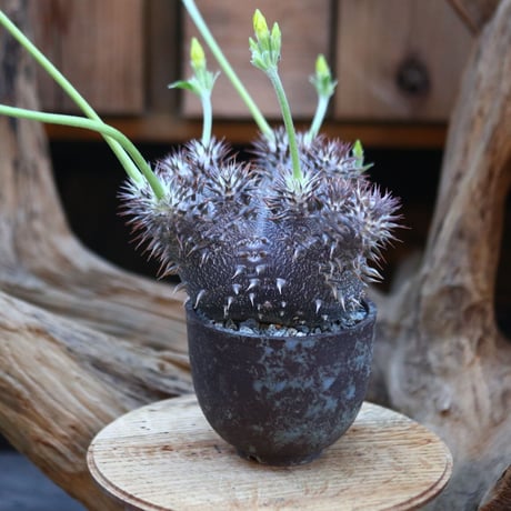 パキポディウム  恵比寿大黒(実生)/ Pachypodium  Densicaule/ 発根済み   no.21921