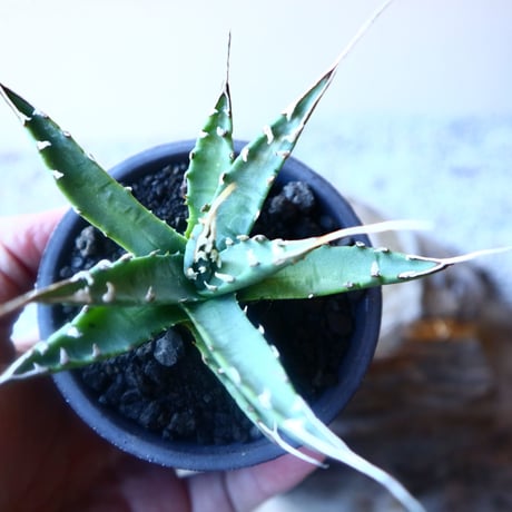 アガベ  ユタエンシス    エボリスピナ  Agave uthaensis var. eborispina   no.20212
