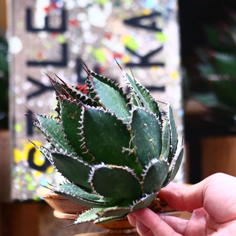 アガベ ホリダ／Agave horrida no.10328 | 芽の巣山