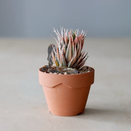 CATEGORY 実生株 | 芽の巣山