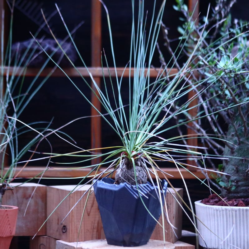 そらそう カリバナス フーケリー カリバナス フーケリー そらそう