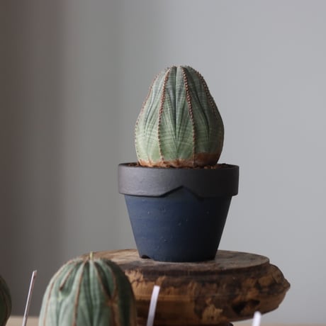 Euphorbia obesa × YAMABACHI var. Atsushi Funakushi  no.905-25