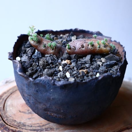 サルコカウロン  ムルチフィズム  Sarcocaulon multifidum  no.20327