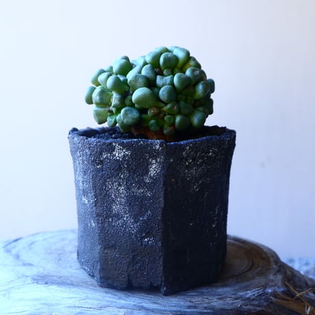 アロイノプシス  スクーネーシー   Aloinopsis schooneesii   no.20217