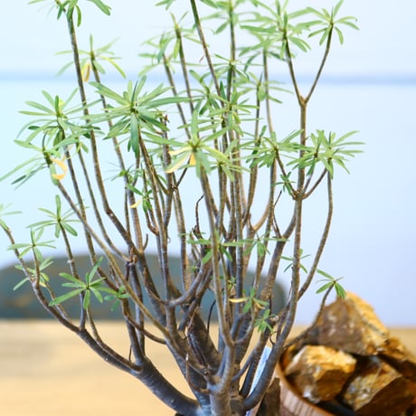 N/OH × Euphorbia balsamifera  no.41491