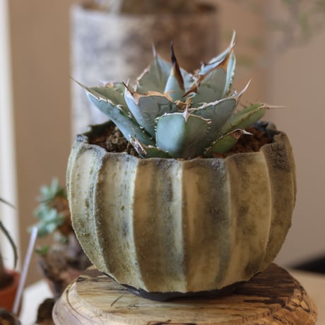 Agave titanota WIB × soso no.82524