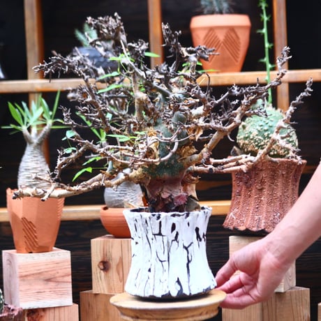 コミフォラ エミニー ／Commiphora eminii   no.72406