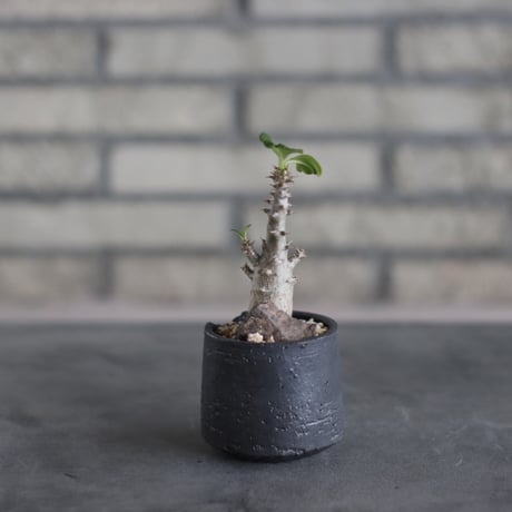 Pachypodium windsorii × N/OH (2.5号)  no.510/34