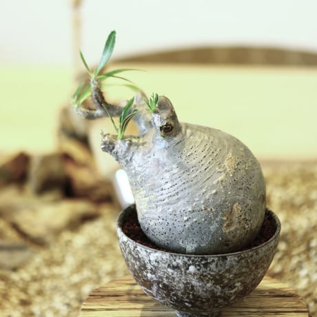 パキポディウム  グラキリス / Pachypodium  gracilius   no.52101