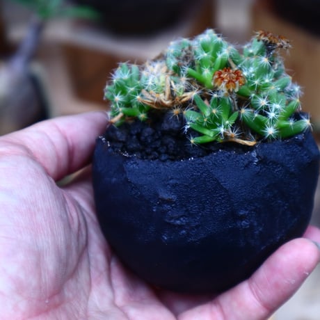 トリコディアデマ     デンスム   紫星晃／Trichodiadema densum   no.52338