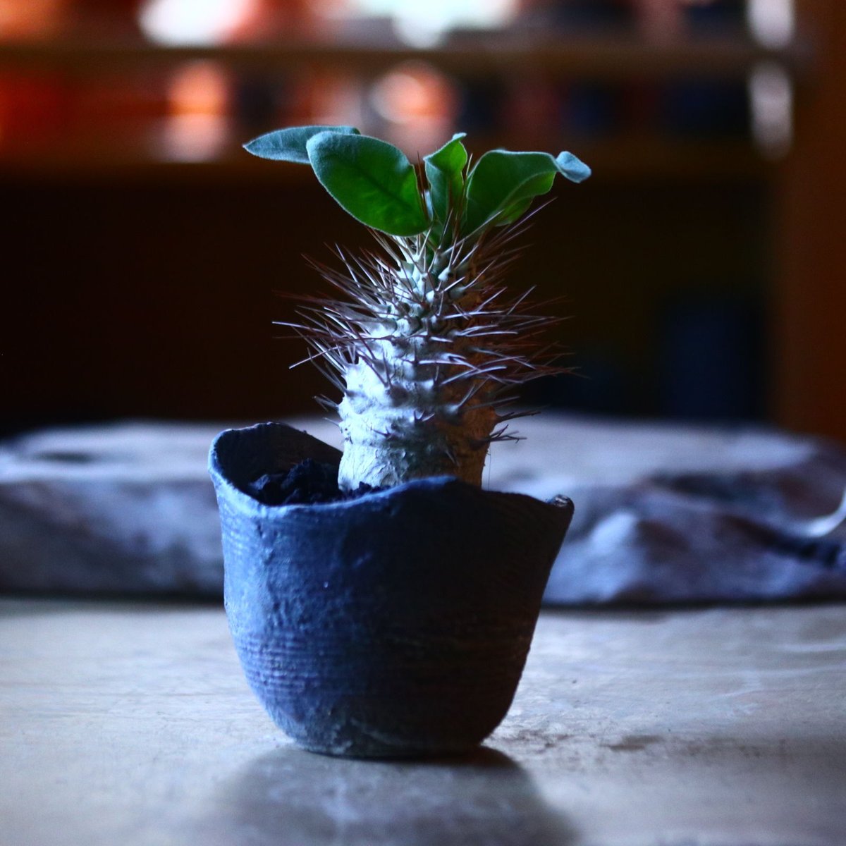 パキポディウム ナマクアナム 光堂 Pachypodium namaquanum n...