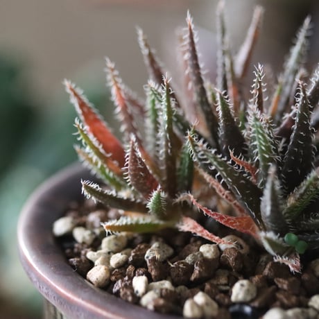 Aloe haworthioides × 陶器鉢    no.51941