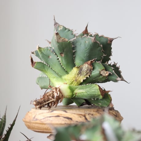 Agave titanota solareclipse / Style of Chika　no.42149