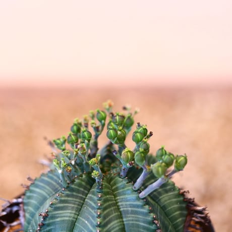 ユーフォルビア  バリダ♀ / Euphorbia valida    no.51460