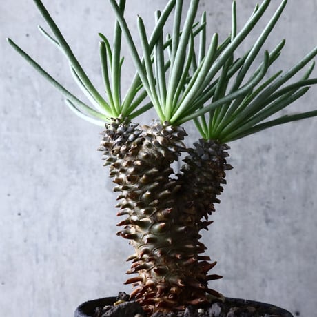 チレコドン   ワリチー     Tylecodon wallichii no.004