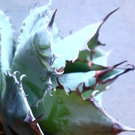 アガベ ホワイトアイス   Agave titanota white ice   no.20911