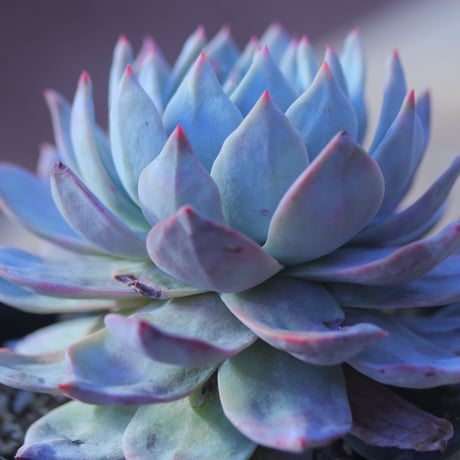 エケベリア　ブルーバード  Echeveria 'Blue Bird'     no.20736
