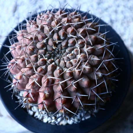 ギムノカリキウム  守殿玉 Gymnocalycium stellatum  no.121516