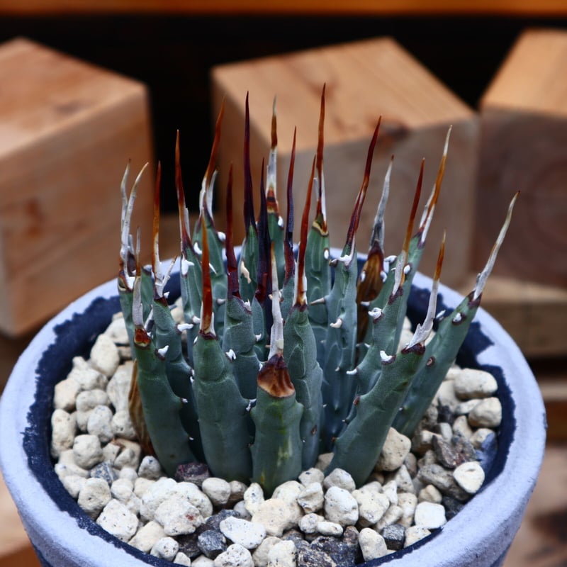 アガベ ユタエンシス エボリスピナ／Agave uthaensis var. eboris