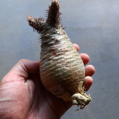 パキポディウム グラキリス 抜苗  Pachypodium rosulatum var. gracilius no.92930