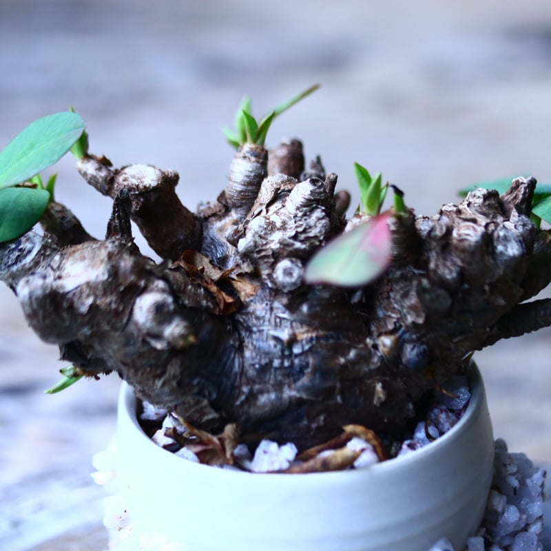 ユーフォルビア イトレメンシス Euphorbia itremensi no.1