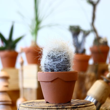 YAMABACHI × Neoporteria gerocephala    no.100113