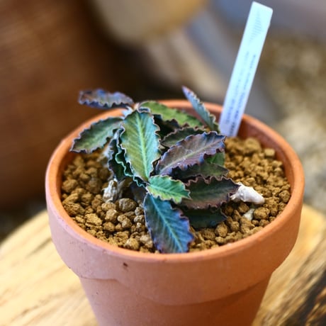 YAMABACHI × Euphorbia decaryi  no.1119-11
