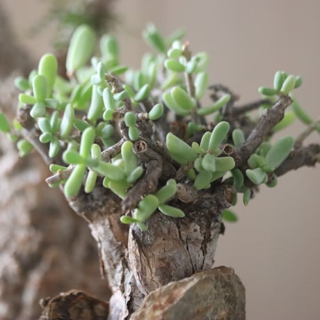 Ceraria pygmaea × たけろうポット     no.51219