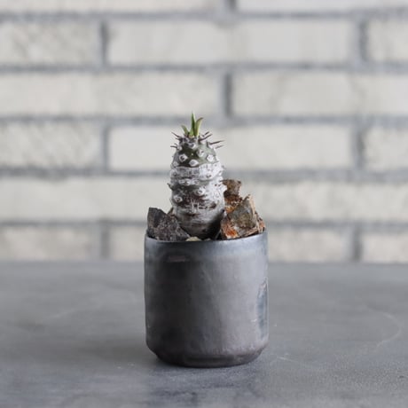 セール中❗️ 御神木に❗️ 長ホリダ　高さ40cm以上　ユーフォルビア CHUBBY PLANTS | プロフィールURLからヤフオクのページご覧に