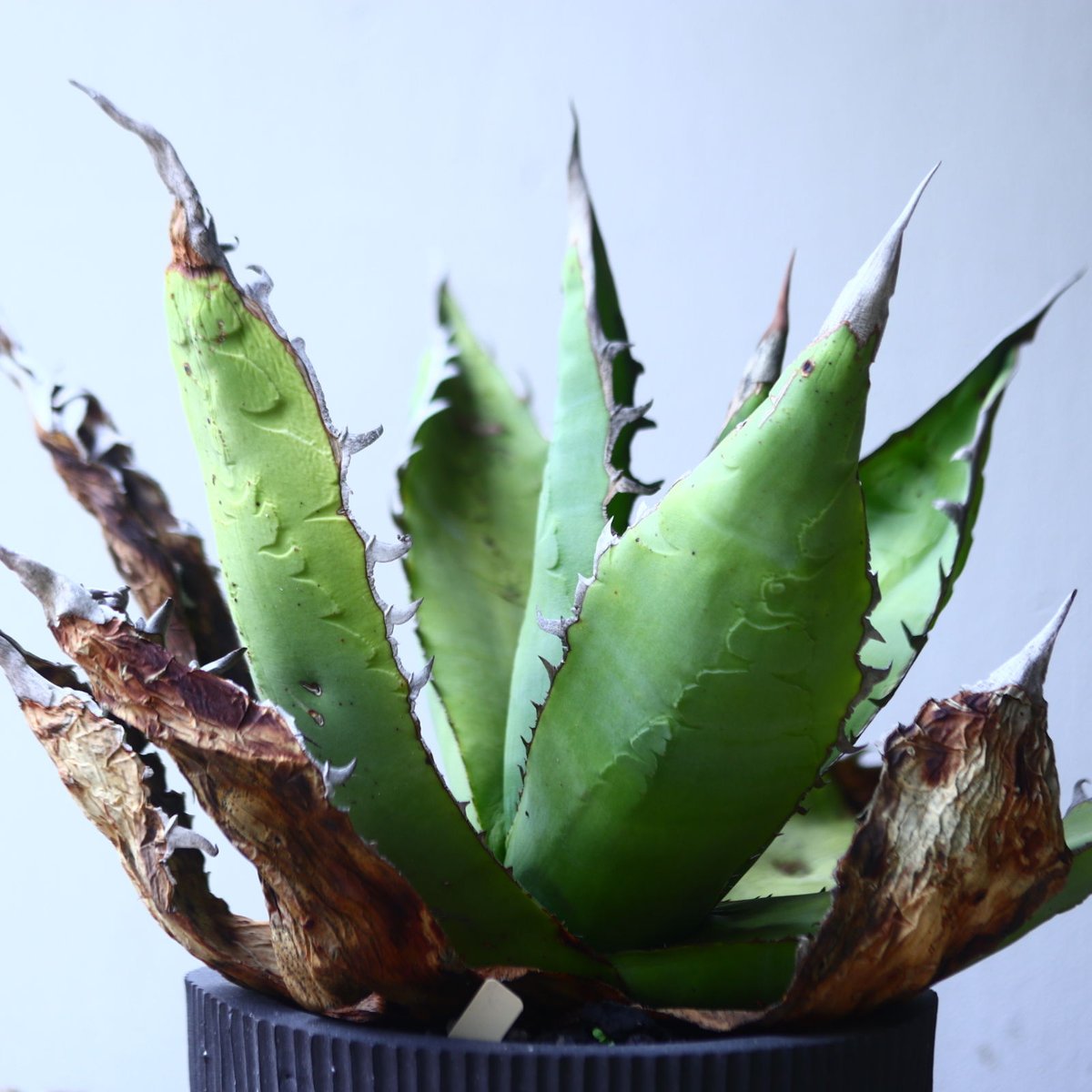 アガベ チタノタ 'リベレート' Agave titanota ' libelate' n