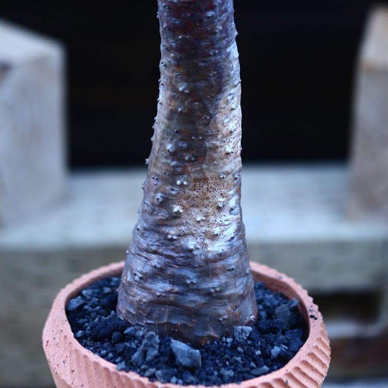 ユーフォルビア パキポディオイデス／Euphorbia pachypodioides n