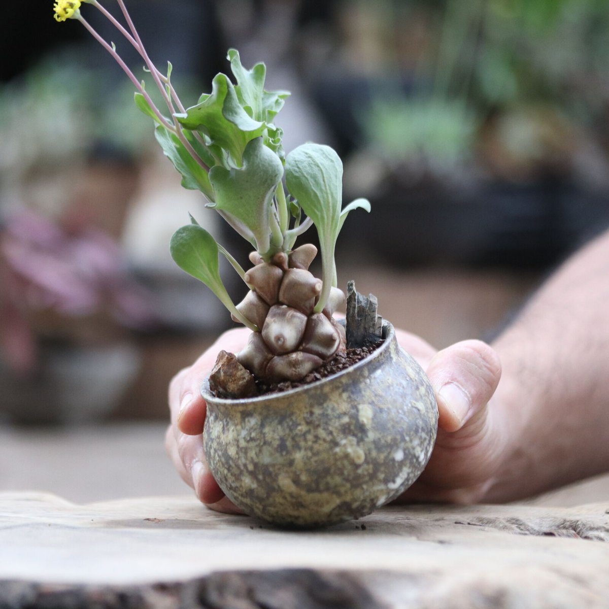 大株 特選 現地株 オトンナ ヘレー オトンナ ヘレー／Othonna herrei no.103048 | 芽の巣山