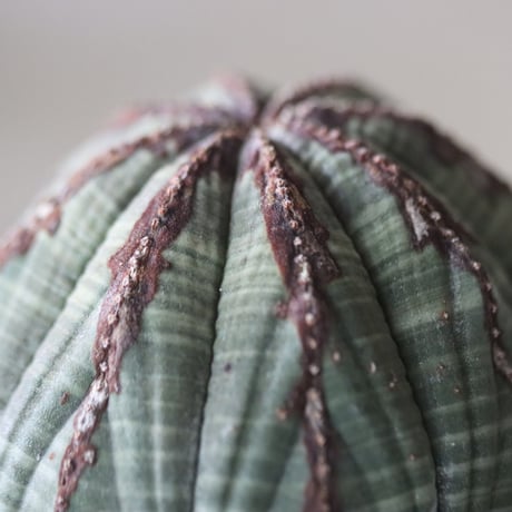 Euphorbia obesa × たけろうポット  no.714/36