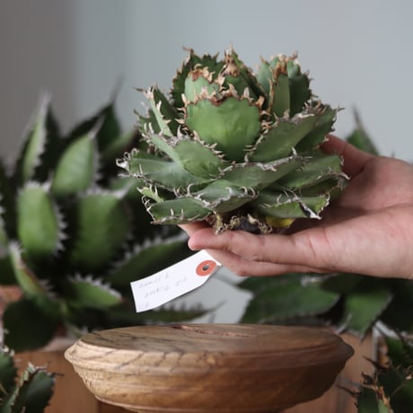 U.S. filigree (Agave titanota filigree) / Style of Chika　no.1130-6