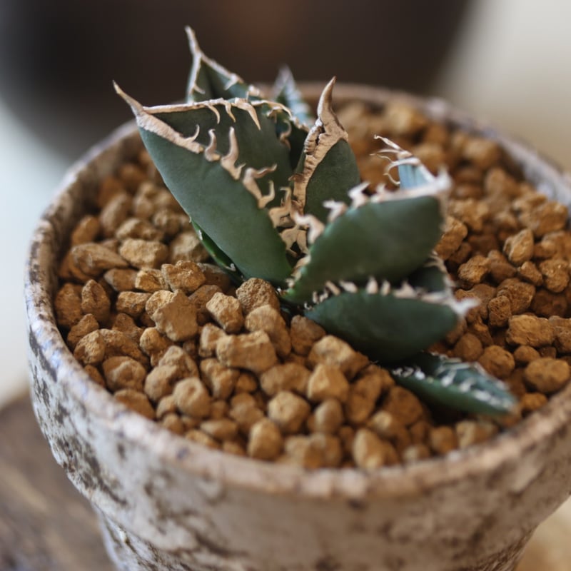 アガベ SAD 斑入り ☆最終値下げ☆アガベ チタノタ SAD 斑入り