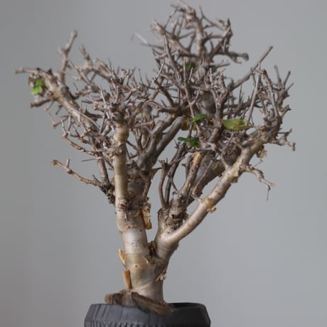 Commiphora wightii × N/OH   no.51241