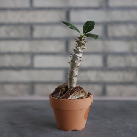 Pachypodium baronii × N/OH (3号)  no.510/24