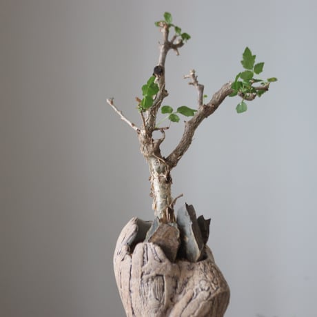 Bursera fagaroides × Haruki Kanai   no.51237