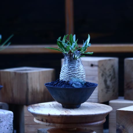 パキポディウム  グラキリス ／Pachypodium  gracilius     no.103162