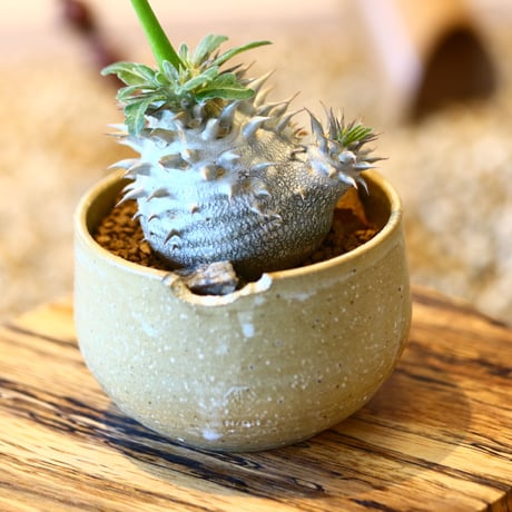パキポディウム  恵比寿大黒 / Pachypodium  Densicaule    no.50745