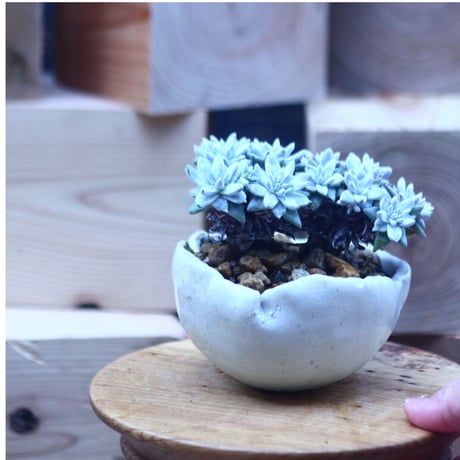 ダドレア グリーニー Dudleya greenei  no.31407