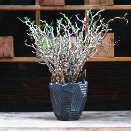 meridionalis | STORES