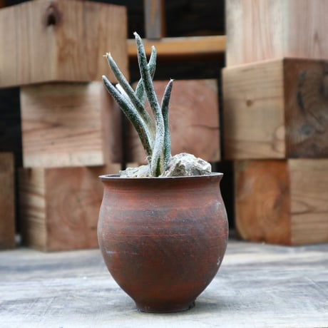 アストロフィツム カプト メデューサ (台付き)／Astrophytum caputmedusae   no.91828