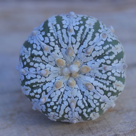 アストロフィツム   スーパー兜　抜き苗　 Astrophytum asterias 'Super Kabuto'      no.207/3