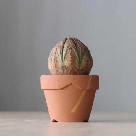 Euphorbia obesa × YAMABACHI var. N/OH (3号鉢)  no.420-50