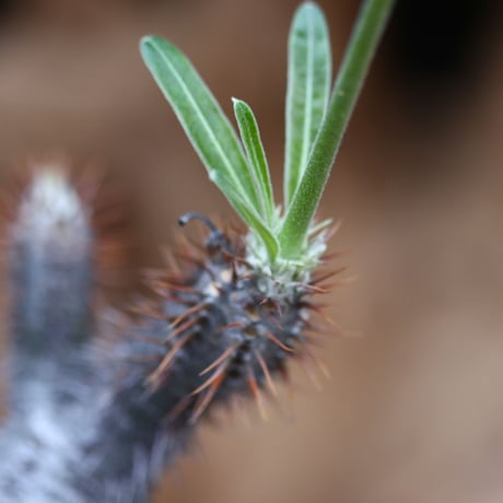 パキポディウム グラキリス / Pachypodium gracilius / 発根済み   no.30509